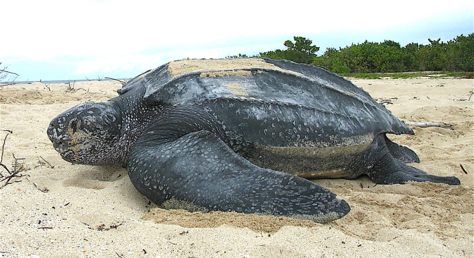 Hallan tortuga marina sin vida en Playa La Caracola este #1Mar+FOTO