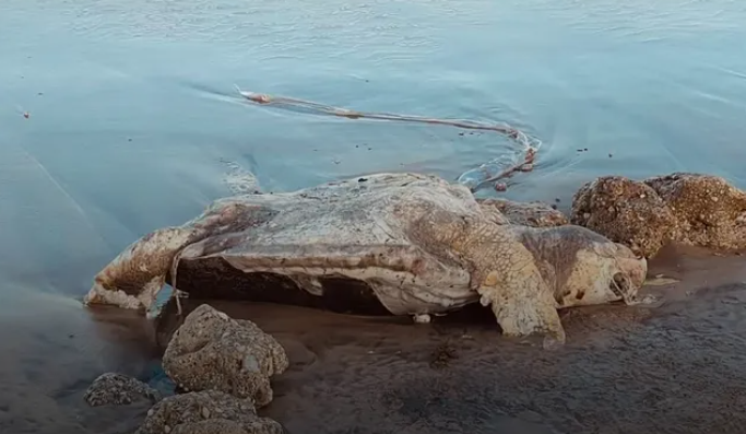Hallan tortuga marina sin vida en Playa La Caracola este #1Mar+FOTO