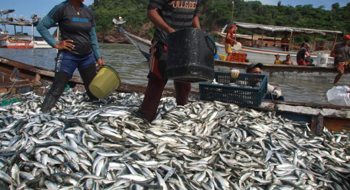 Pampatar registra captura de 300 toneladas de sardina tras el primer mes de zafra