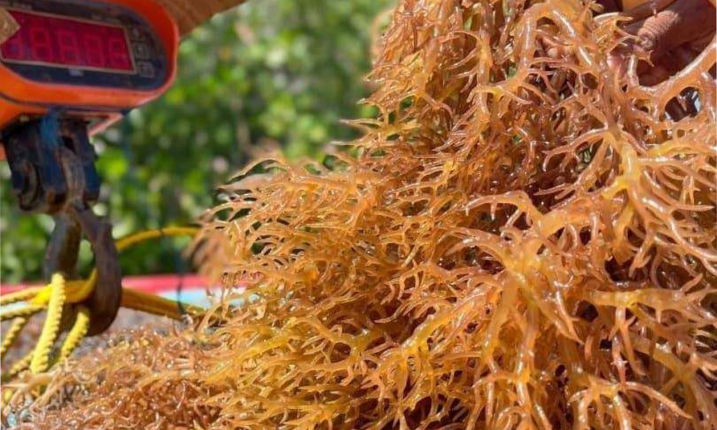 Nueva Esparta consolida exportaciones de algas marinas y pescado hacia Chile y República Dominicana