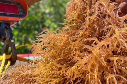 Nueva Esparta consolida exportaciones de algas marinas y pescado hacia Chile y República Dominicana