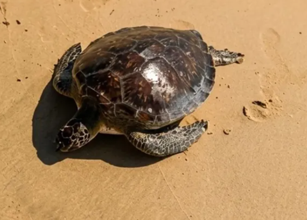 Pescadores de Nueva Esparta salvan tortuga verde