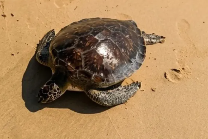Pescadores de Nueva Esparta salvan tortuga verde