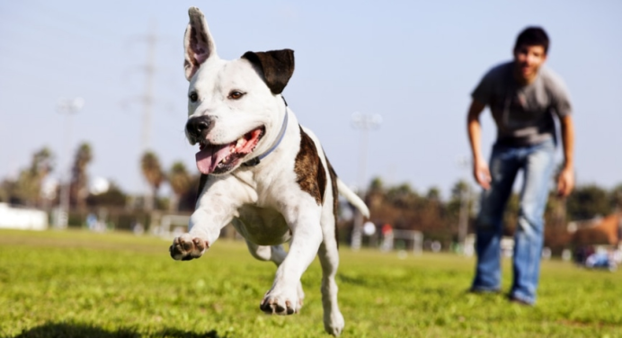 ¡Conócelos! Estos son los seis hábitos que pueden alargar la vida de tu perro