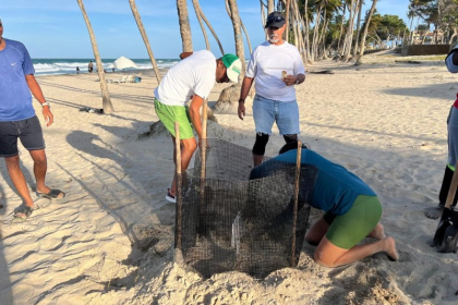 Estudian la temperatura de los nidos de tortugas en Playa El Agua