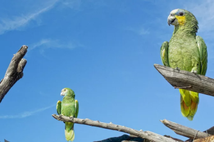 Nueva Esparta participará en el Global Big Day para el registro mundial de aves