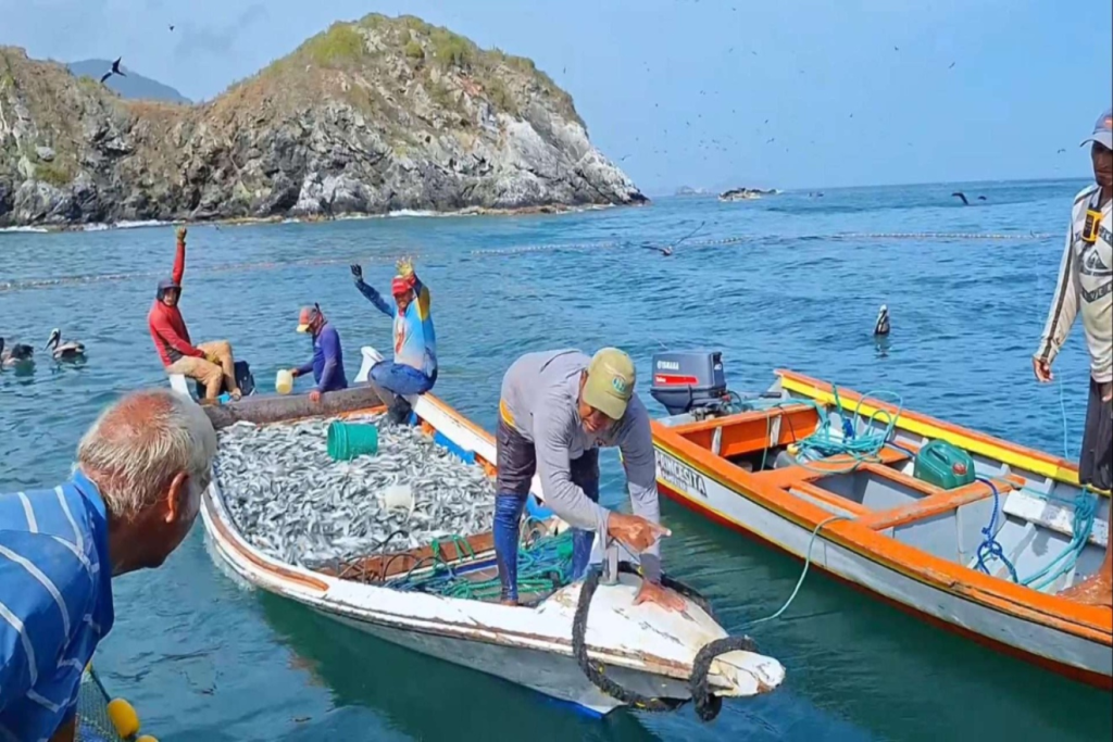 Zafra sardinera se dispara en Nueva Esparta: Pescadores reportan capturas récord pero alertan sobre inflación en insumos
