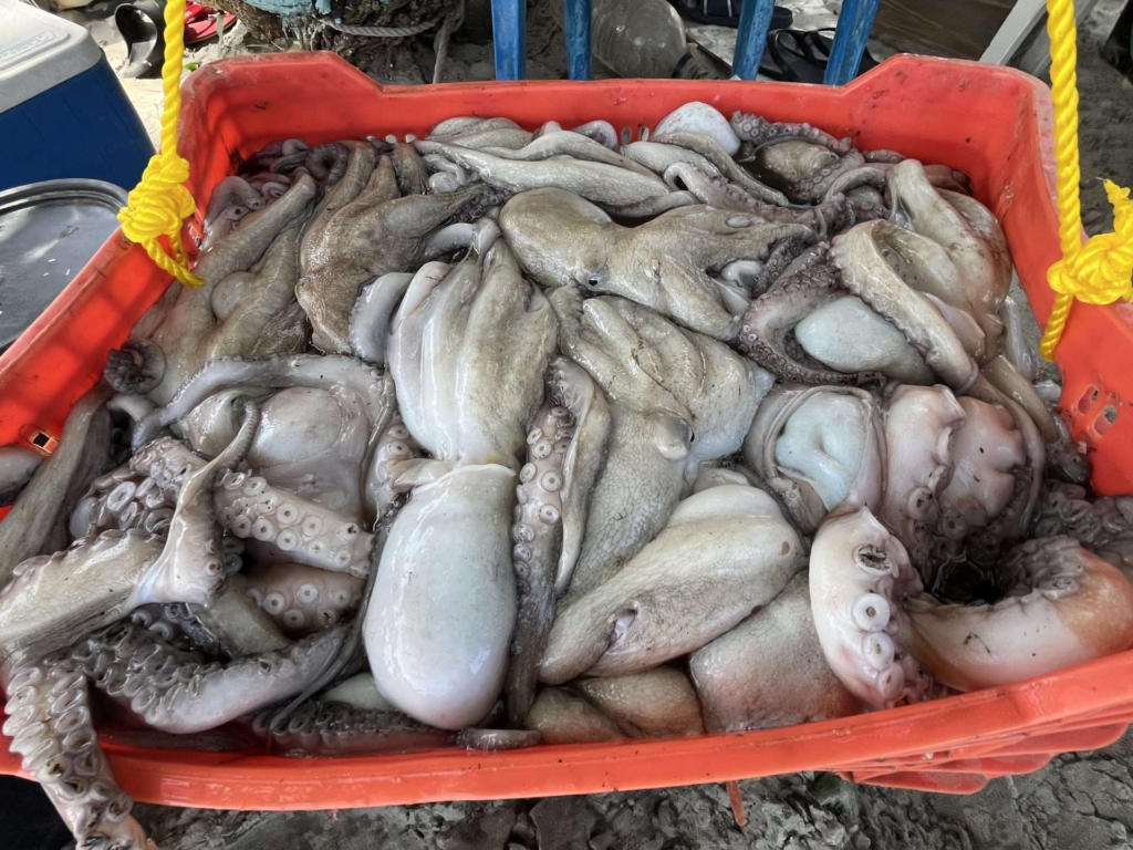 Zafra del pulpo aumenta 42,8 % la flota de peñeros en Pampatar