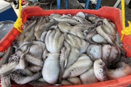 Zafra del pulpo aumenta 42,8 % la flota de peñeros en Pampatar