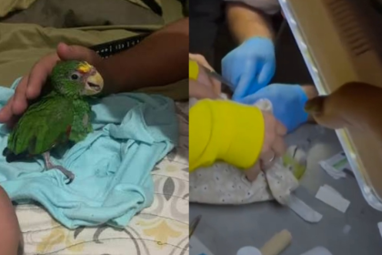 Falleció Panchito, el loro rescatado entre los escombros en La Guaira