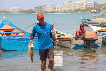 Temporada de pulpo en Margarita arranca con capturas moderadas y presión por costos operativos