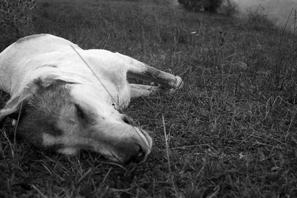 Alerta por nuevos casos de envenenamiento de animales en Villa Juana