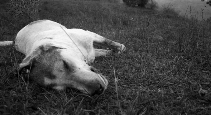 Alerta por nuevos casos de envenenamiento de animales en Villa Juana
