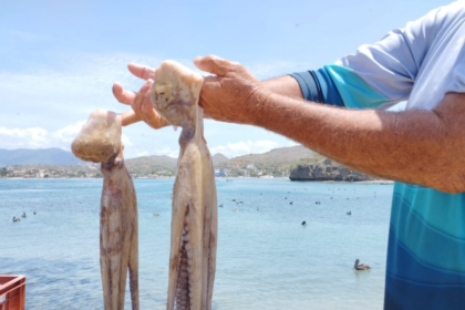 Peñeros desbordan la bahía de Pampatar tras el inicio de la temporada del pulpo