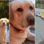 Murió Quino, el perrito rescatista español que vino a salvar vidas en La Guaira tras los terremotos