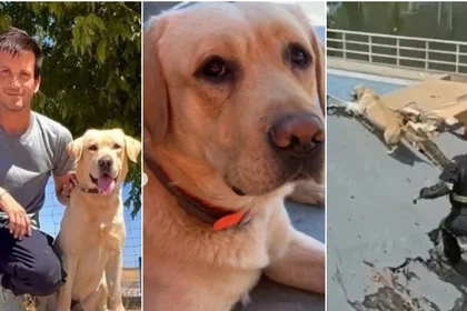 Murió Quino, el perrito rescatista español que vino a salvar vidas en La Guaira tras los terremotos