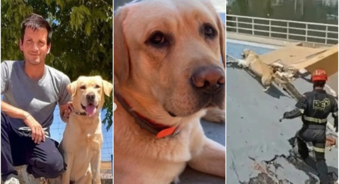 Murió Quino, el perrito rescatista español que vino a salvar vidas en La Guaira tras los terremotos