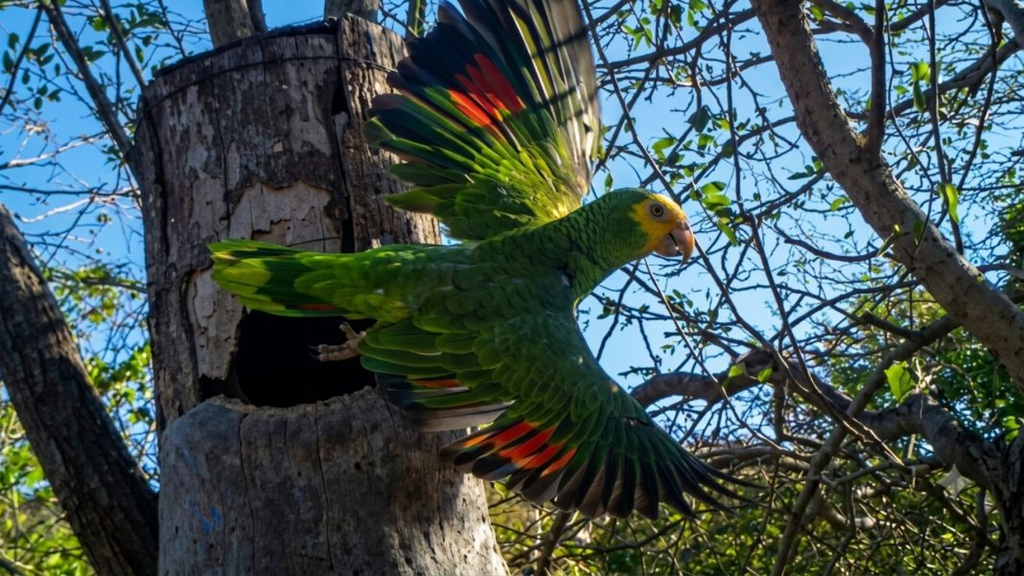 215 nuevas cotorras margariteñas pintan los cielos de la Península de Macanao tras temporada reproductiva