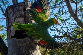 215 nuevas cotorras margariteñas pintan los cielos de la Península de Macanao tras temporada reproductiva