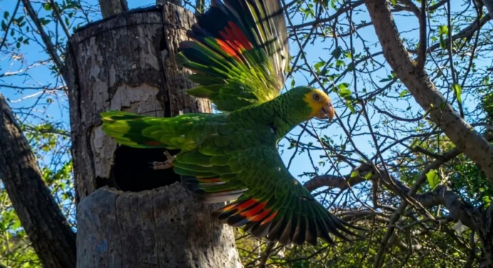 215 nuevas cotorras margariteñas pintan los cielos de la Península de Macanao tras temporada reproductiva