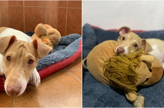 Conoce los lugares de la casa donde nunca debes poner la cama de tu perro