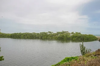 Avanza reforestación en la Laguna de El Morro en Margarita