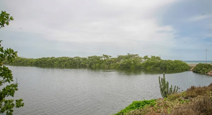 Avanza reforestación en la Laguna de El Morro en Margarita