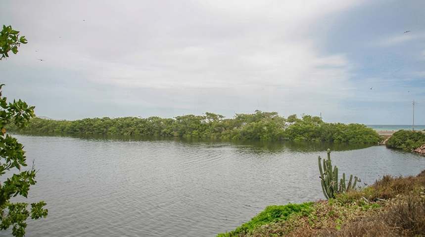 Avanza reforestación en la Laguna de El Morro en Margarita