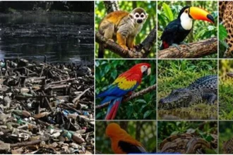 Un nuevo informe reveló la preocupante disminución de la fauna silvestre en Venezuela durante los últimos 50 años