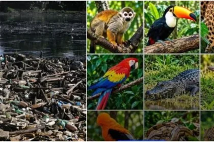 Un nuevo informe reveló la preocupante disminución de la fauna silvestre en Venezuela durante los últimos 50 años
