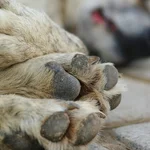 ¿Por qué perder a una mascota duele tanto como perder a un familiar? Lo que reveló un estudio