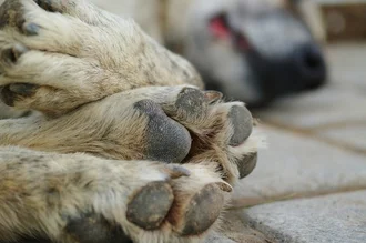 ¿Por qué perder a una mascota duele tanto como perder a un familiar? Lo que reveló un estudio