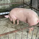 Vecinos de Doña Elisa piden investigar tenencia de animales +VIDEO