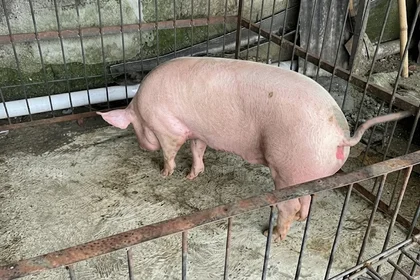 Vecinos de Doña Elisa piden investigar tenencia de animales +VIDEO