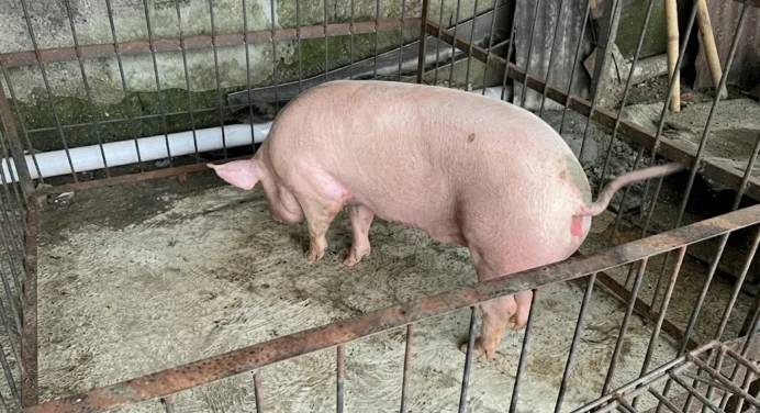 Vecinos de Doña Elisa piden investigar tenencia de animales +VIDEO