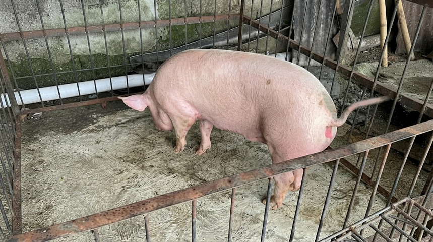 Vecinos de Doña Elisa piden investigar tenencia de animales +VIDEO